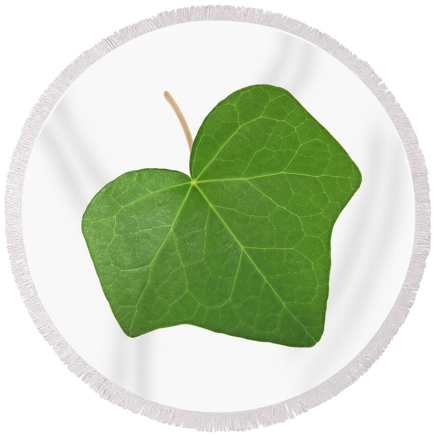Leaf Round Beach Towel featuring the photograph Green ivy leaf by GoodMood Art