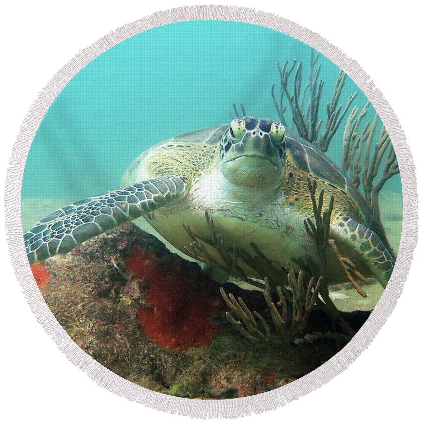 Underwater Round Beach Towel featuring the photograph Green Sea Turtle 7 by Daryl Duda