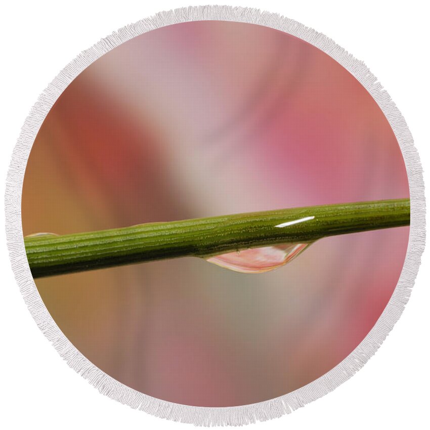 Macro Round Beach Towel featuring the photograph Green Stem by Arthur Fix