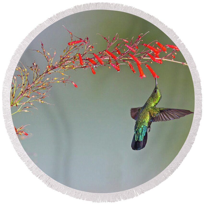 2016 Round Beach Towel featuring the photograph Green-throated Carib by Jean-Luc Baron