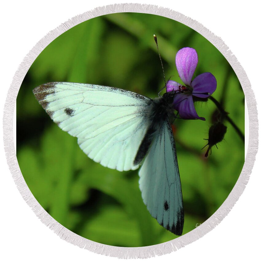 Donegal On Your Wall Round Beach Towel featuring the photograph Green-Veined White Butterfly Donegal by Eddie Barron