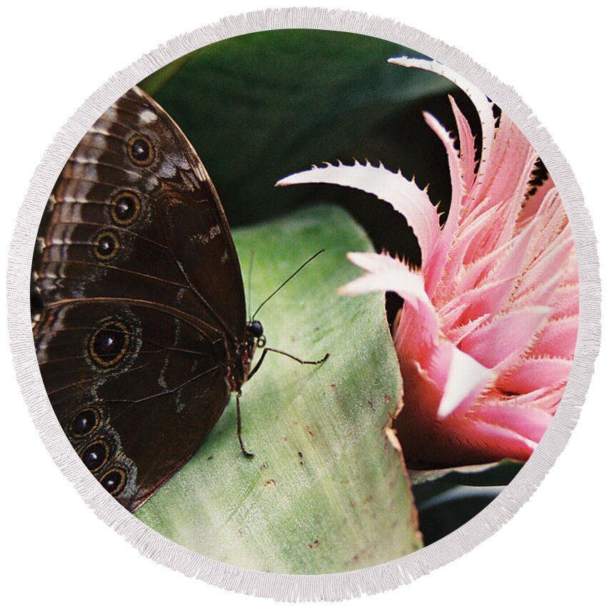 Butterfly Round Beach Towel featuring the photograph Grey Pansy Pink Bromeliad by Ric Bascobert