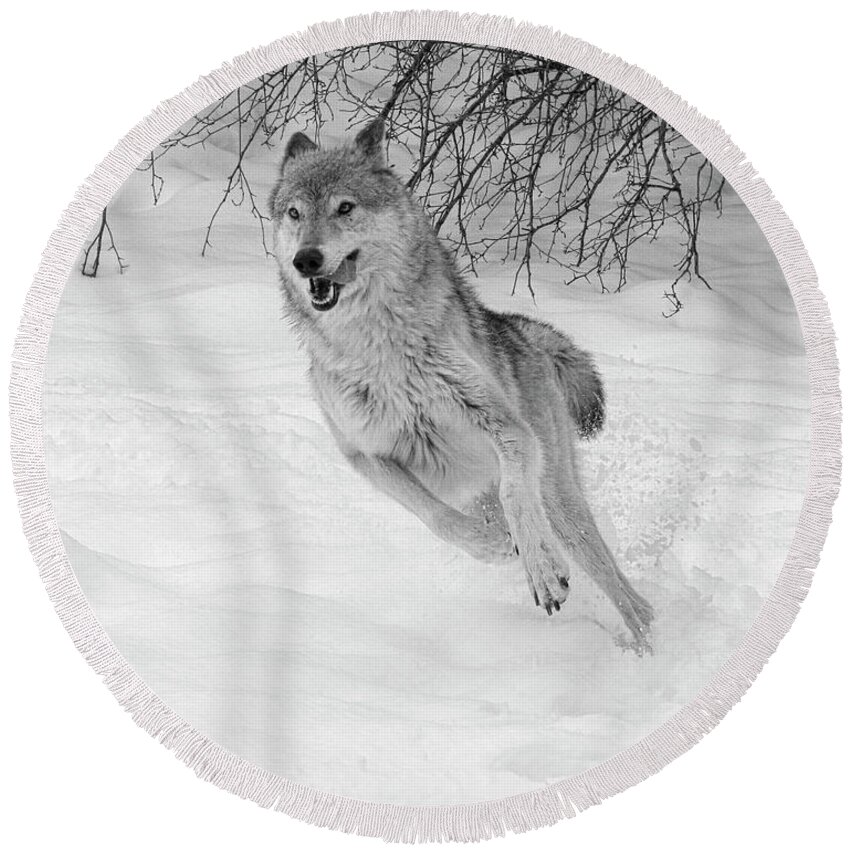 Wolf Round Beach Towel featuring the photograph Grey Wolf in Winter by Steve McKinzie