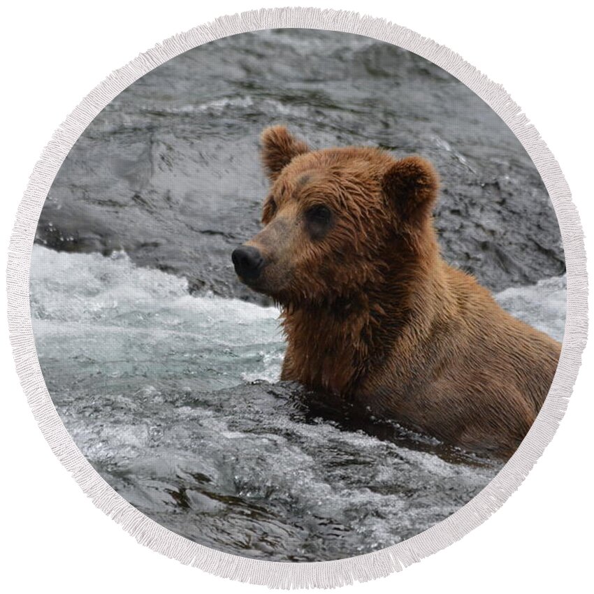 Grizzly Round Beach Towel featuring the photograph Grizzly Bear Cub Fishing by Patricia Twardzik