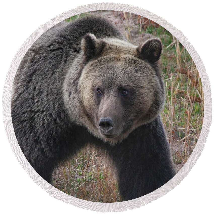 Mark Miller Photos. Grizzly Round Beach Towel featuring the photograph Grizzly Bear in Fall by Mark Miller