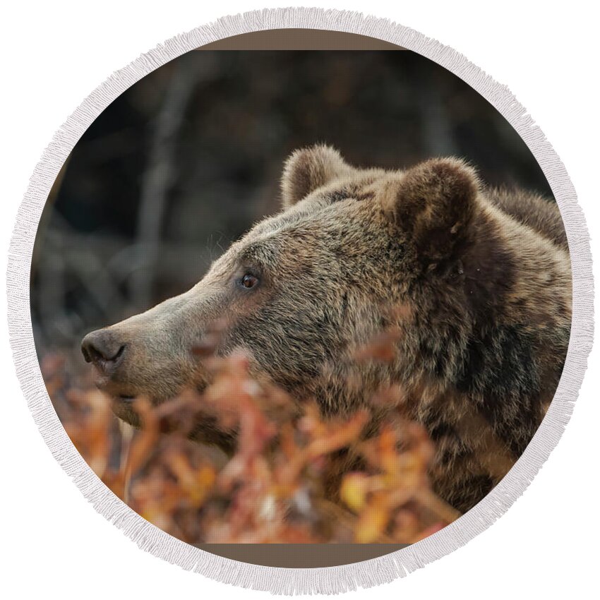 Mark Miller Photos Round Beach Towel featuring the photograph Grizzly Bear Portrait in Fall by Mark Miller