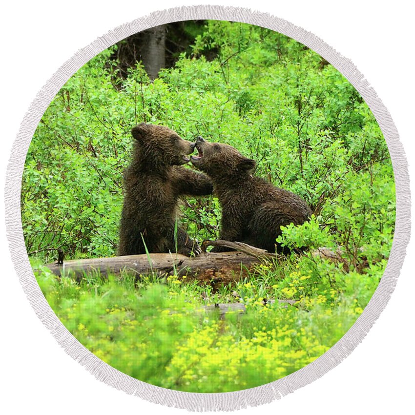 Grizzly Round Beach Towel featuring the photograph Grizzly Cubs At Play by Greg Norrell