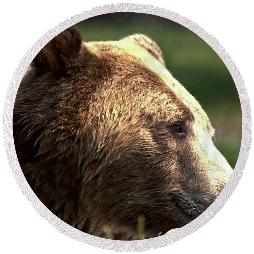 Grizzly Round Beach Towel featuring the photograph Grizzly Reflecting In The Water by Adam Jewell