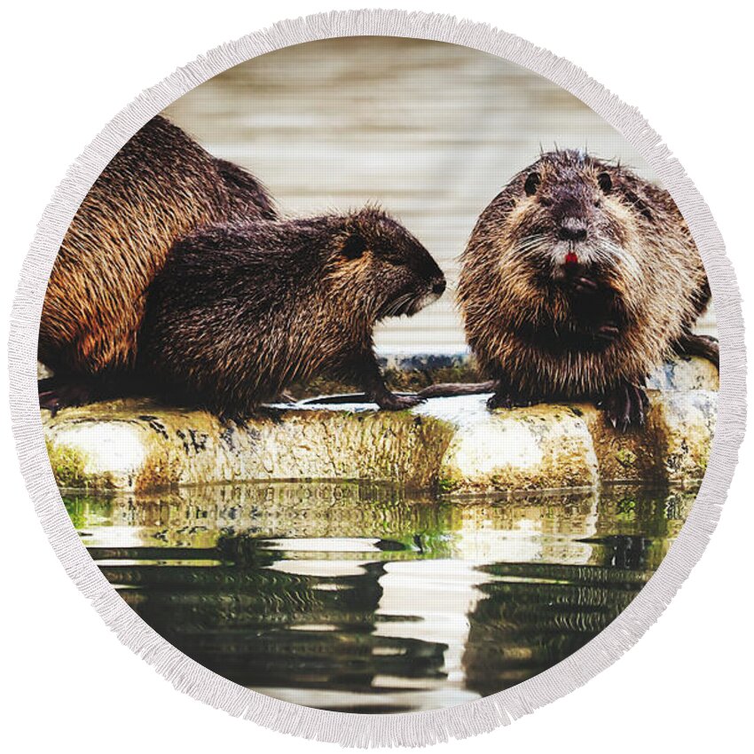 Nutria Round Beach Towel featuring the photograph Group Of Nutria by Mountain Dreams