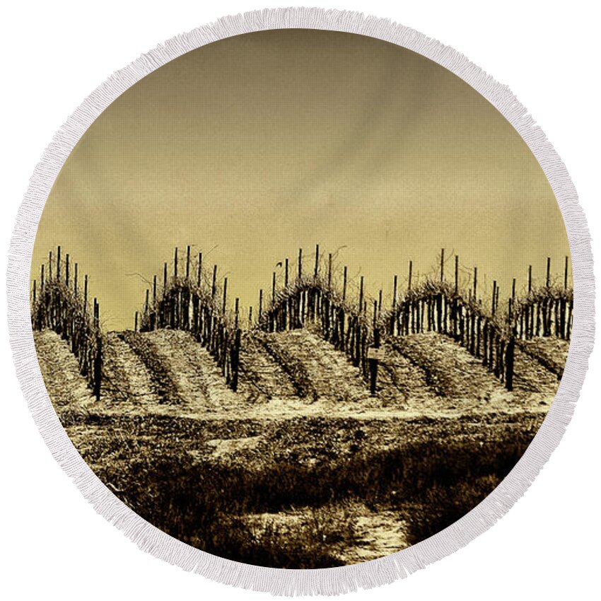 Grapes Round Beach Towel featuring the photograph Growing Grapes in Temecula by Joseph Hollingsworth