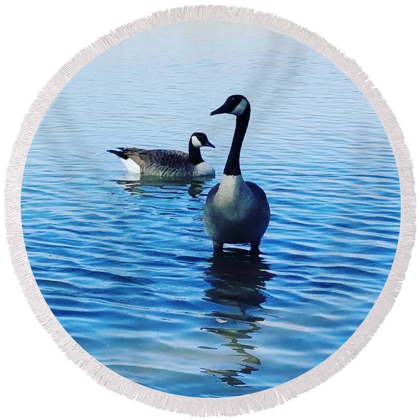 Geese Round Beach Towel featuring the photograph Guarding Geese by Vic Ritchey