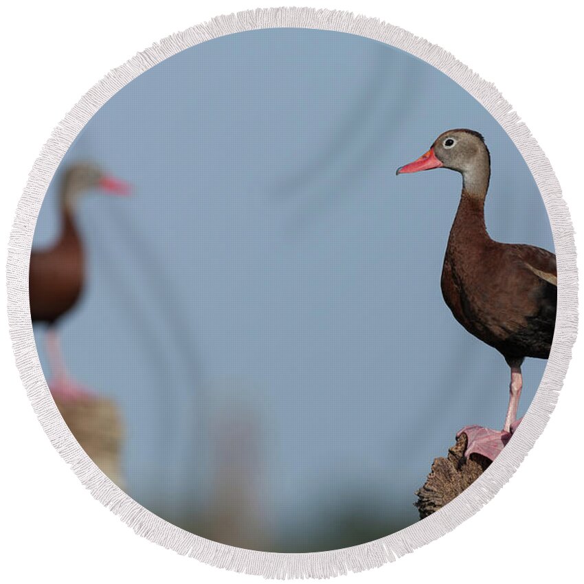 Black Round Beach Towel featuring the photograph Guarding the Wetlands by David Watkins