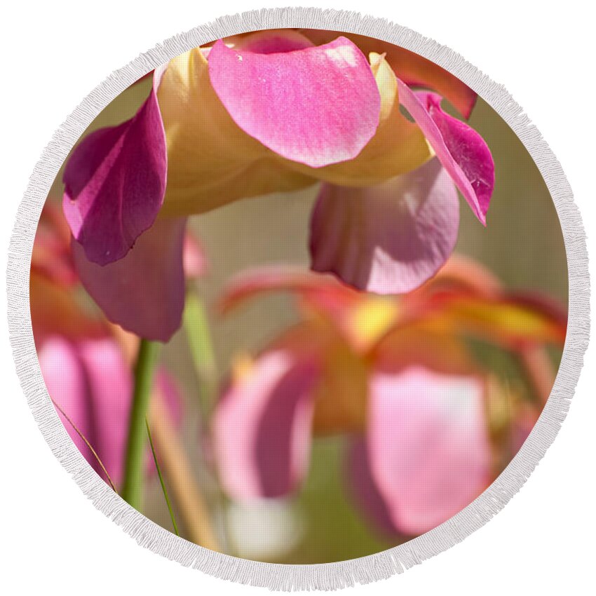 Pitcher Round Beach Towel featuring the photograph Gulf Purple Pitcher Plant by Richard Leighton