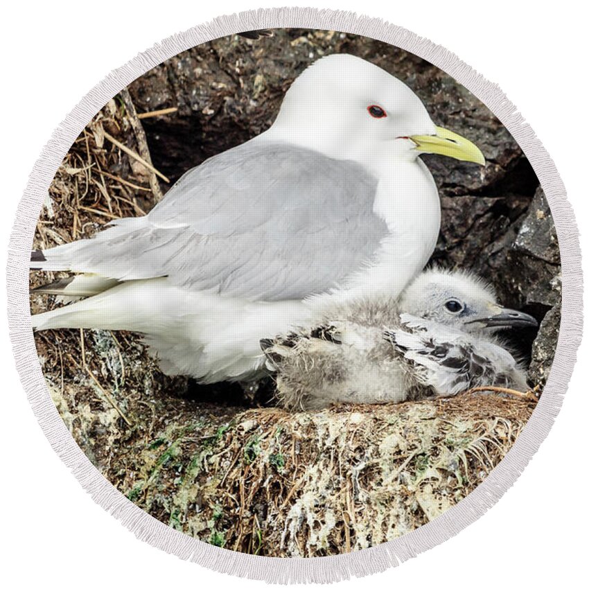 Alaska Round Beach Towel featuring the photograph Gull Adult and Chick on Cliff by Joni Eskridge