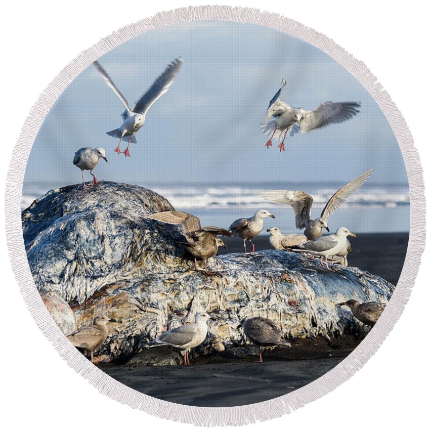Beaches Round Beach Towel featuring the photograph Gull Feast by Robert Potts