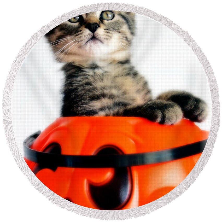 Kitten Round Beach Towel featuring the photograph Halloween Kitten by Jarrod Erbe