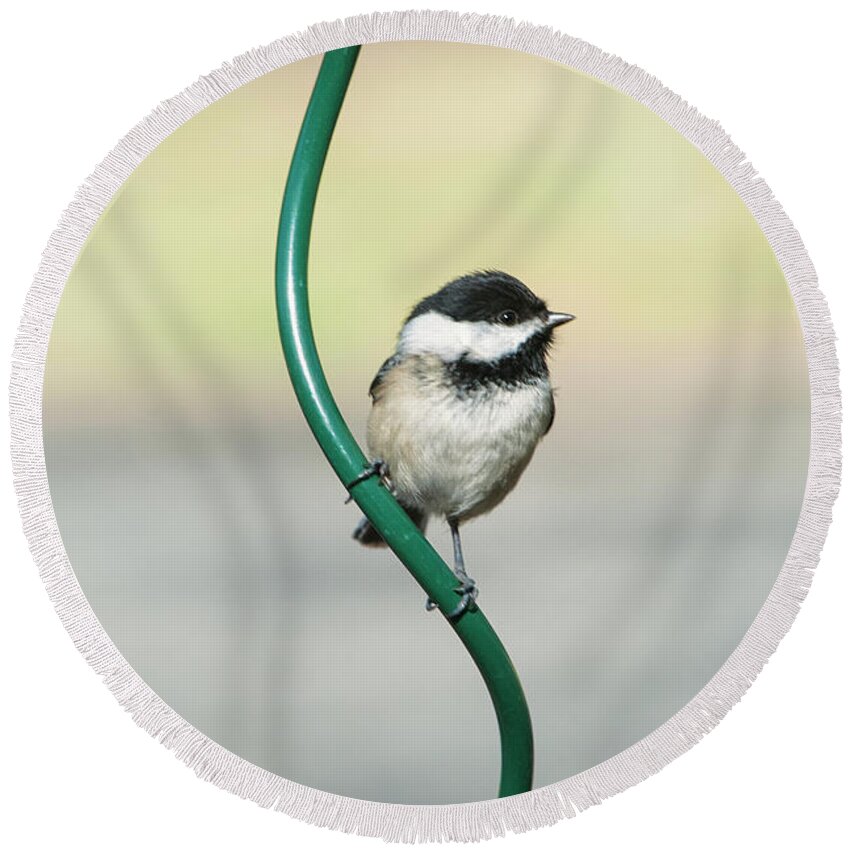 Oiseau Round Beach Towel featuring the photograph Hanging around by Jean-Pierre Ducondi