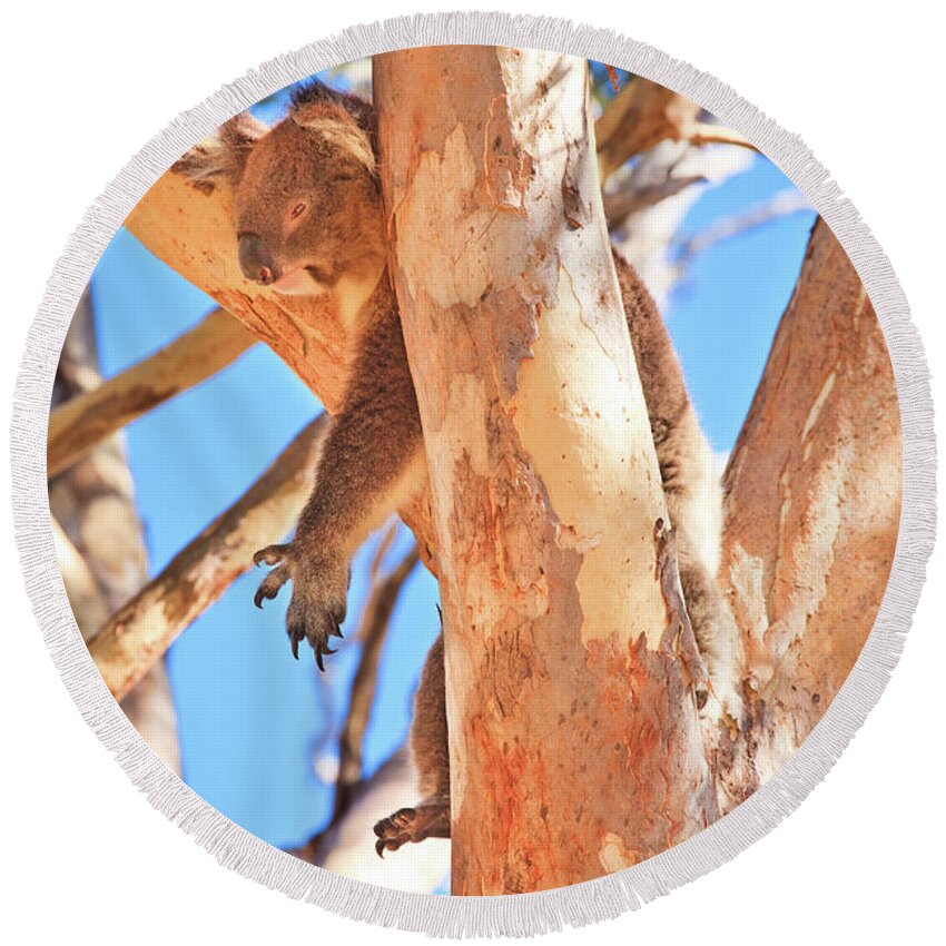 Mad About Wa Round Beach Towel featuring the photograph Hanging Around, Yanchep National Park by Dave Catley