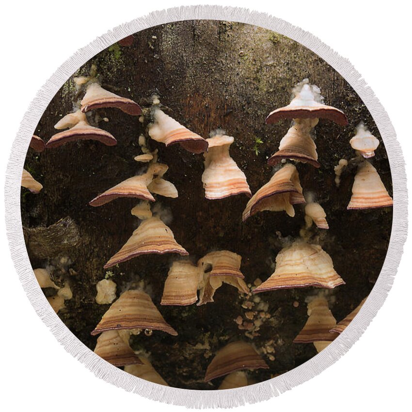 Fungus Round Beach Towel featuring the photograph Hanging On by Mike Eingle