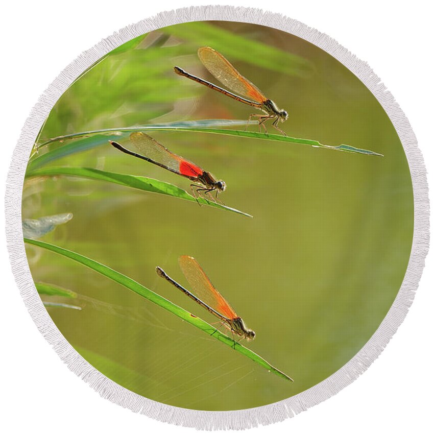 Damselflies Round Beach Towel featuring the photograph Hanging out at the creek by Robert Charity
