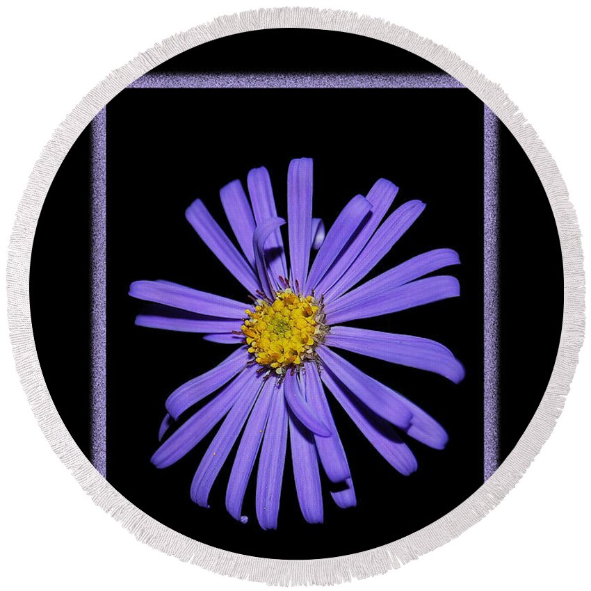 Birthday Round Beach Towel featuring the photograph Happy Birthday Purple Aster by Michael Peychich