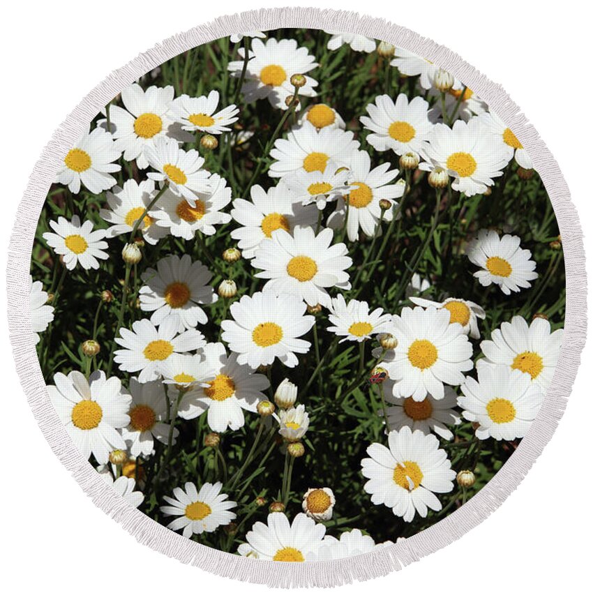 Daisy Round Beach Towel featuring the mixed media Happy Daisies- Photography by Linda Woods by Linda Woods