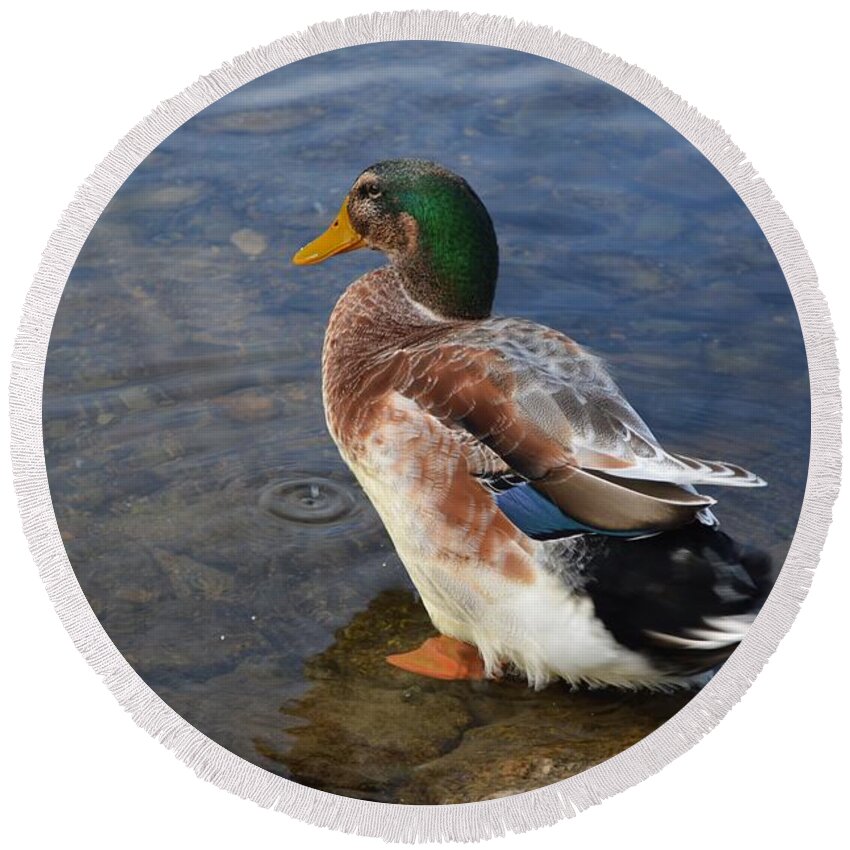 Duck Round Beach Towel featuring the photograph Happy duck by Keisuke Ueda