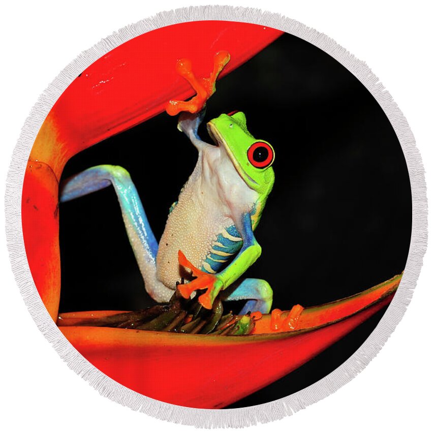 Frog Framed Prints Round Beach Towel featuring the photograph Happy Frog by Harry Spitz