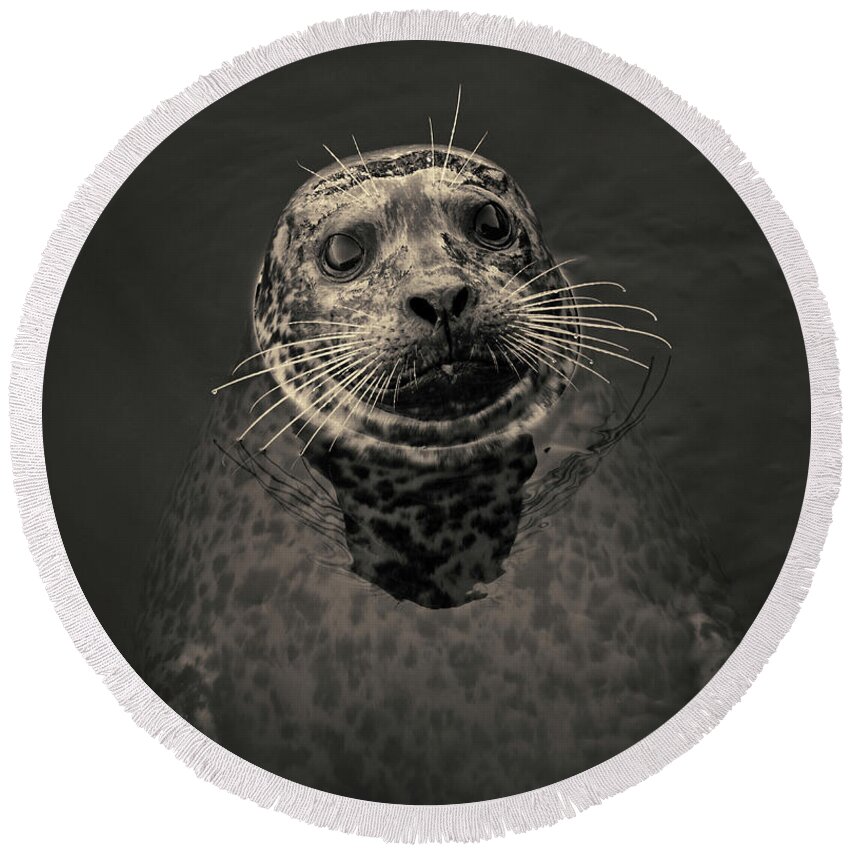 Seal Round Beach Towel featuring the photograph Harbor Seal III Toned SQ by David Gordon
