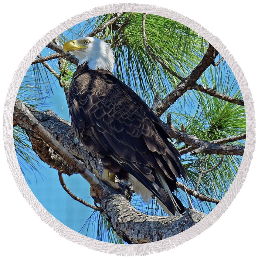Eagles Round Beach Towel featuring the photograph Harriet beauty by Liz Grindstaff