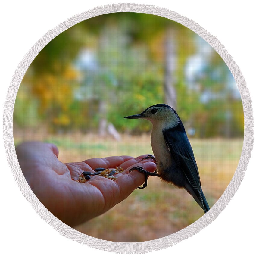 Bird Round Beach Towel featuring the photograph Have a Seed by Lilia S