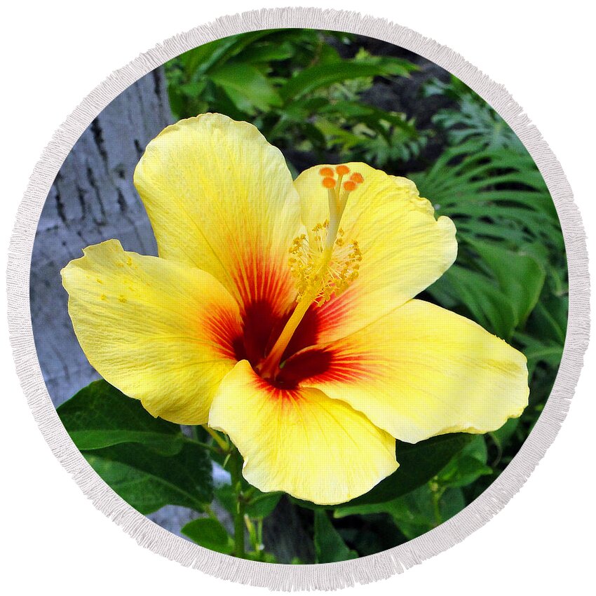 Hibiscus Round Beach Towel featuring the photograph Hawaiian Hibiscus by Sue Melvin