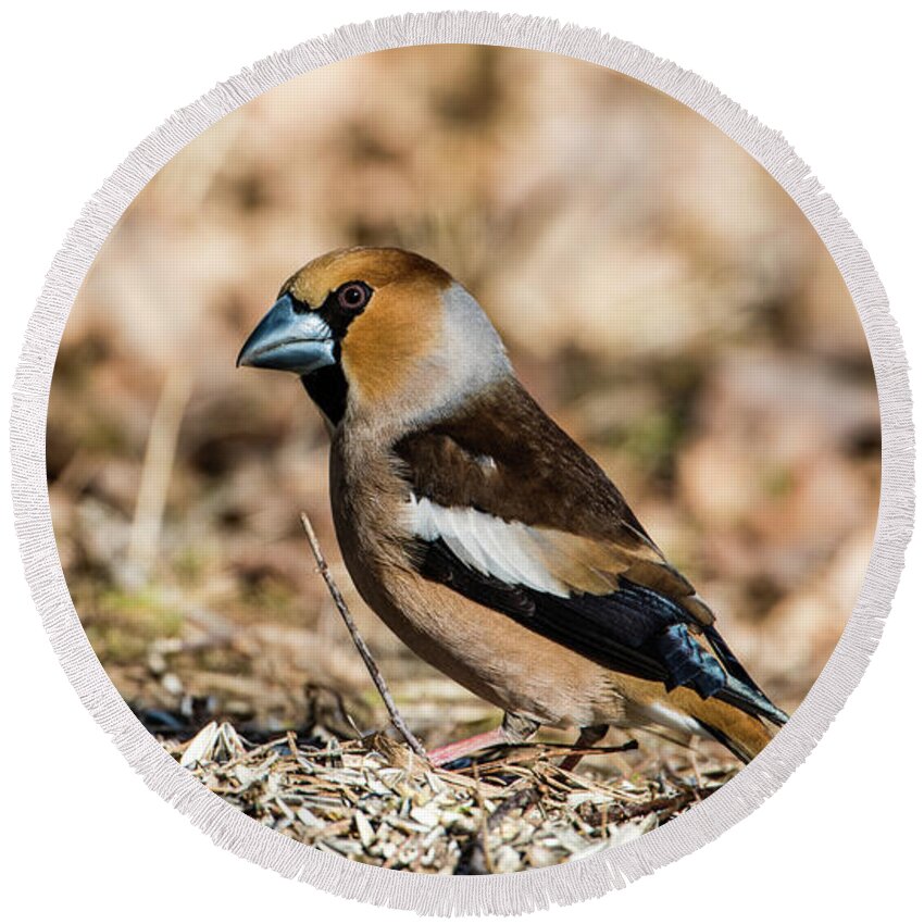 Hawfinch's Gaze Round Beach Towel featuring the photograph Hawfinch's gaze by Torbjorn Swenelius