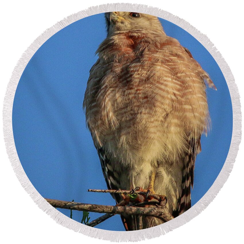 Hawk Round Beach Towel featuring the photograph Hawk at Cypress Creek #2 by Tom Claud