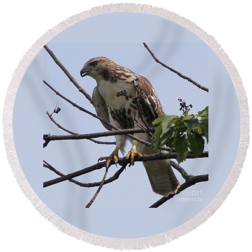 Hawk Round Beach Towel featuring the photograph Hawk Before The Kill by Robert Alter Reflections of Infinity