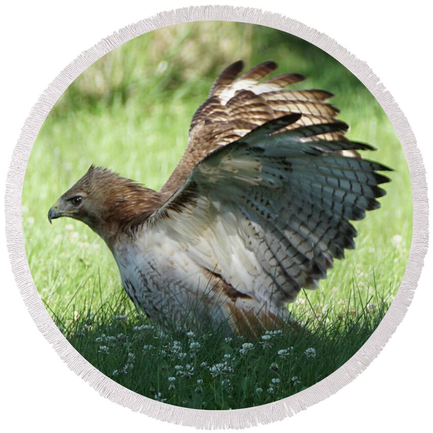 Hawk Round Beach Towel featuring the photograph Hawk on the Ground 3 by Robert Alter Reflections of Infinity