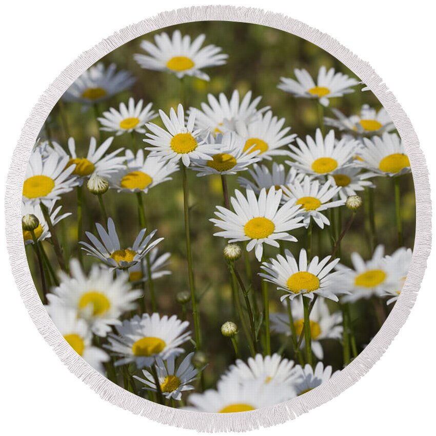 Oxeye Daisies Round Beach Towel featuring the photograph He Loves Me Daisies by Kathy Clark