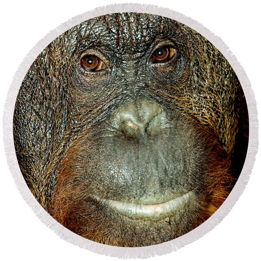 Adult Round Beach Towel featuring the photograph Head Close-up Of A Male Orang Utan by Gerard Lacz