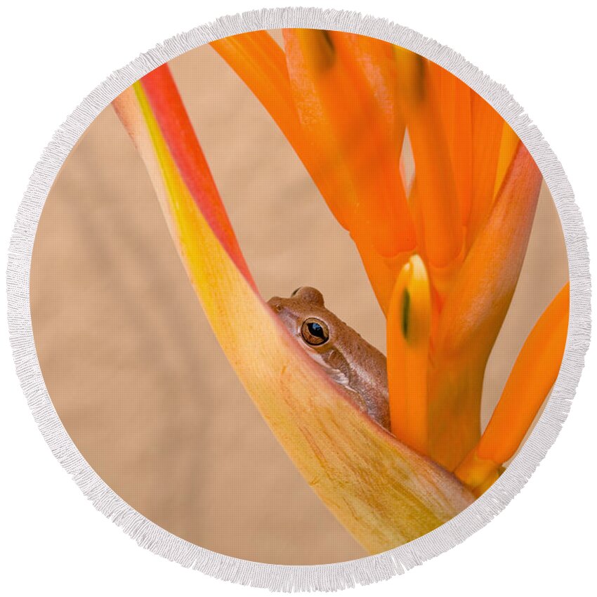 Frog Round Beach Towel featuring the photograph Heliconia and Frog by Steven Sparks
