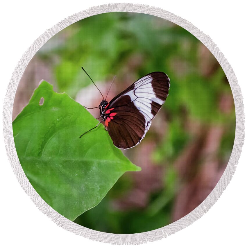 Michelle Meenawong Round Beach Towel featuring the photograph Heliconius Erato by Michelle Meenawong