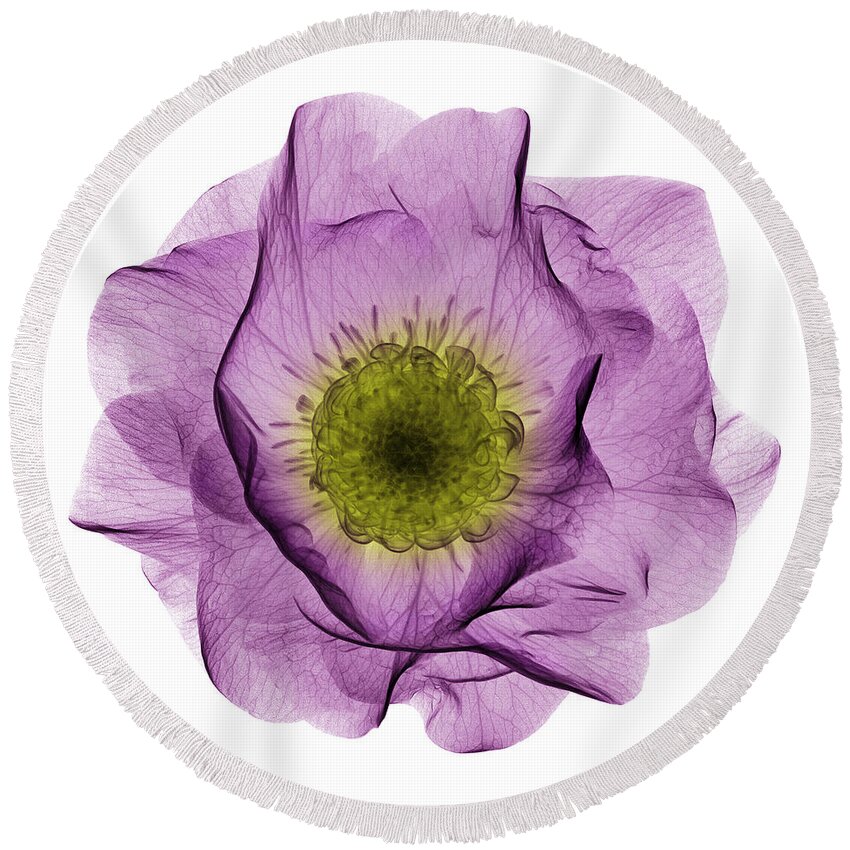 Science Round Beach Towel featuring the photograph Hellebore Flower, X-ray by Ted Kinsman