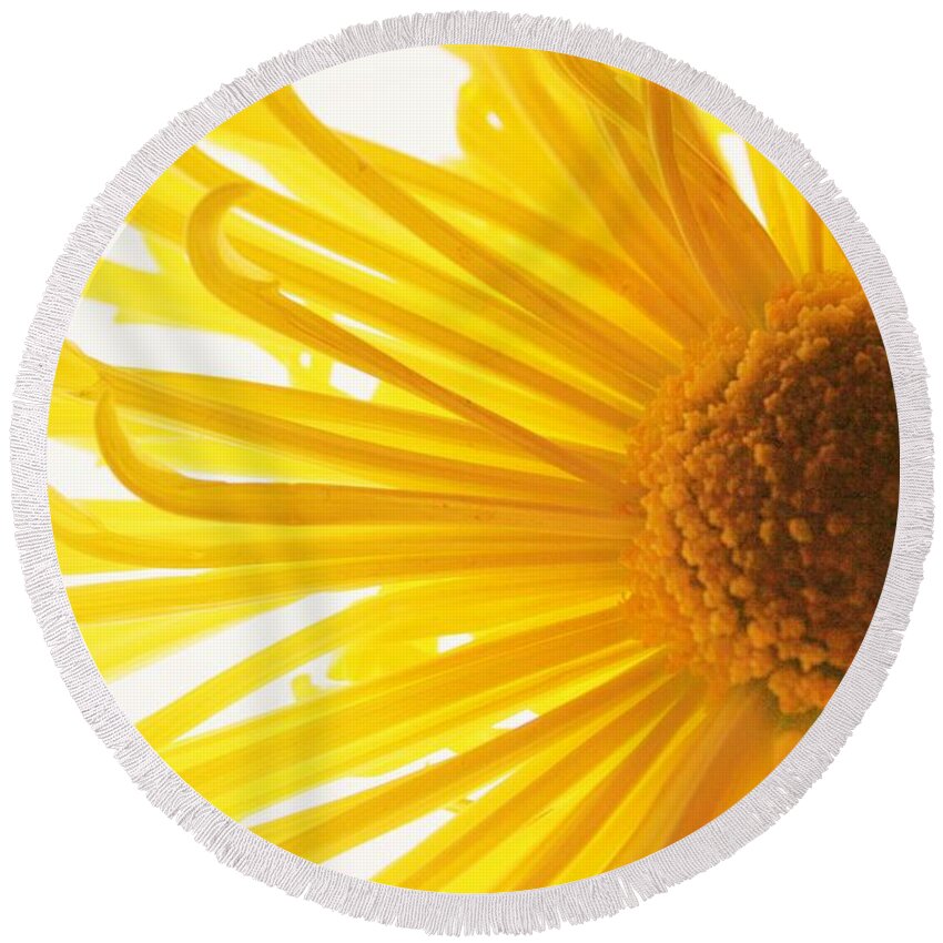 Daisy Round Beach Towel featuring the photograph Hello Sunshine by Julie Lueders 