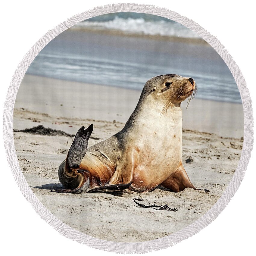 Sea Lion Round Beach Towel featuring the photograph Hello There by Catherine Reading