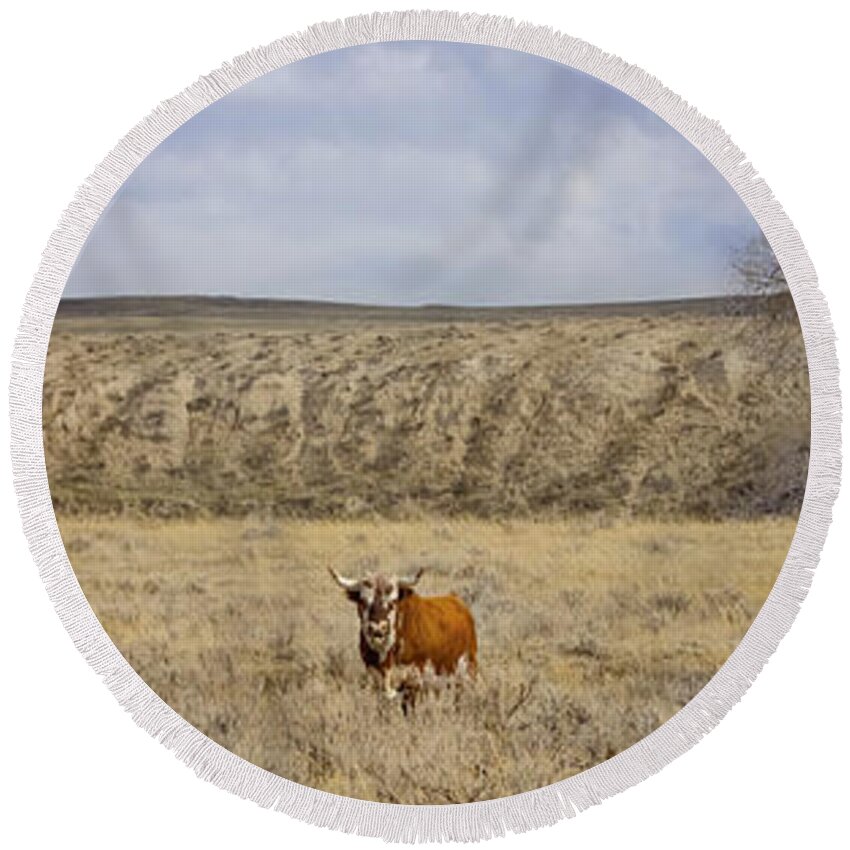 Hereford Round Beach Towel featuring the photograph Hereford Bull by Amanda Smith