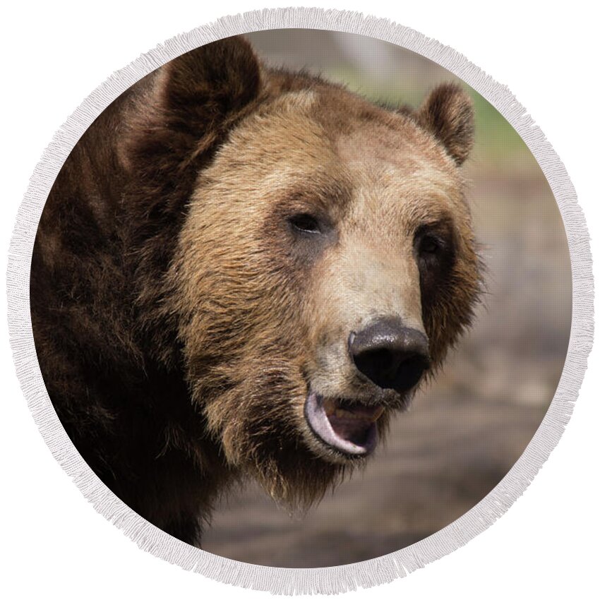 Grizzly Bear Round Beach Towel featuring the photograph Here's Looking at you by ChelleAnne Paradis