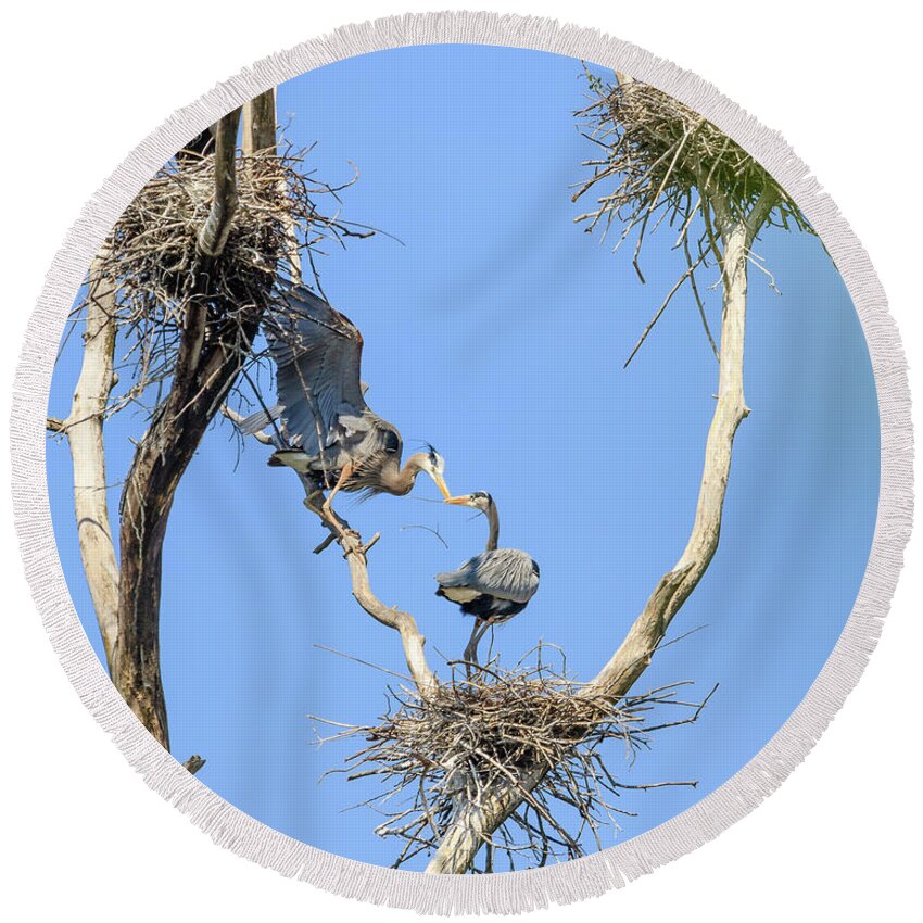 Great Blue Heron Round Beach Towel featuring the photograph Heron Courting 3 of 6 The Drop by Joni Eskridge
