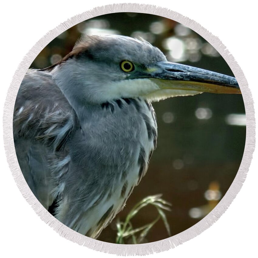 Bird Round Beach Towel featuring the photograph Herons Looking At You Kid by Baggieoldboy