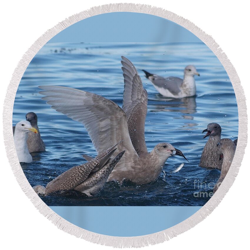 Herring Round Beach Towel featuring the photograph Herring Feast by Vivian Martin