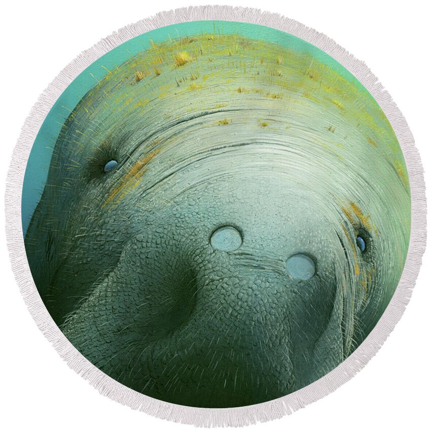 Sea Round Beach Towel featuring the painting Hi There by Mike Brown