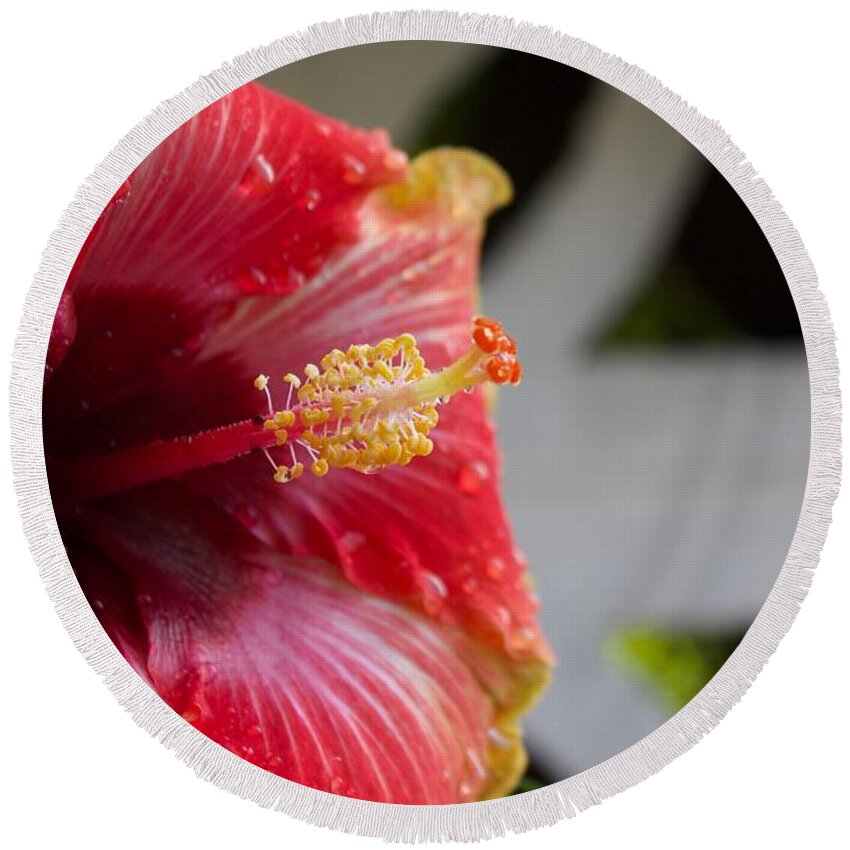 Flower Round Beach Towel featuring the photograph Hibiscus 1 by Ellen Flayderman